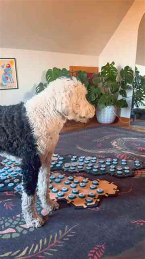 My talking dog welcomes our new dog to the family