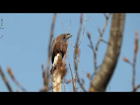 Black Kite call sounds in full hd voice / Black kite whistling in loud voice in kashmir