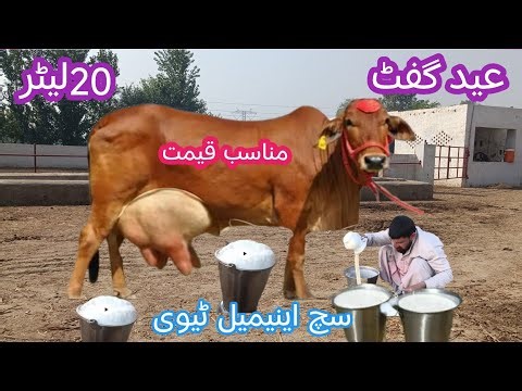 03466152628 |Pakistan ki top quality cow | sahiwal cow | jersey sahiwal crossbreed| popular cow