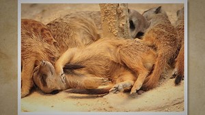 What is The Largest Rodent in The World? Discover the Largest Rodent on Earth and Its Fascinating Tr