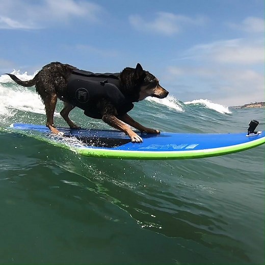 746K views · 1.4K reactions | Meet rescue dog AbbieSurfs (USA) - this talented hound holds the record for longest wave surfed by a dog in open water at 107.2 metres (351.7 ft)  | Guinness World Records | Facebook