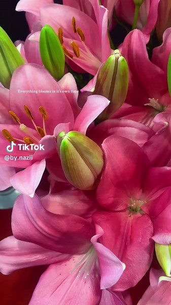 Beautiful Pink Lilies: Discover Their Timeless Beauty