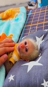 Compilation of Lala, Cutest moments! #Lala #Monkeylala #babyLala #bibi #Monkeybibi #FamilyLala #Monkey #Monkeyreels #Monkeyvideo | Lala Update