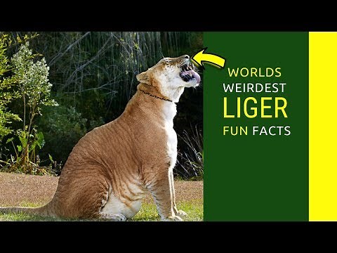 Liger facts for kids Liger information you didn’t now before