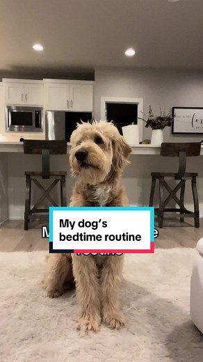 Dog Bedtime Routine: Golden Doodle Nightly Care