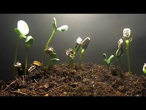 Sunflower plant growing time-lapse