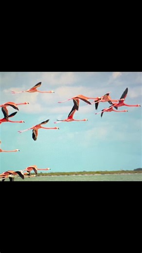 Andros Outdoor Adventures Flamingo 🦩 Tour