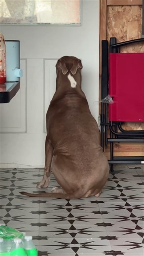 Funny Orange Cat Ignores Timeout While Dog Obediently Waits