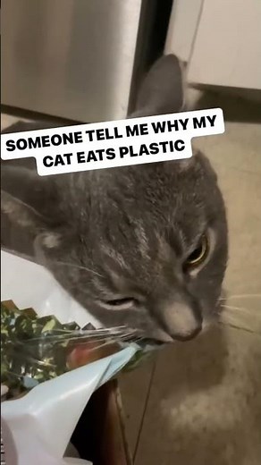 Why does my cat eat plastic?…. 🫣