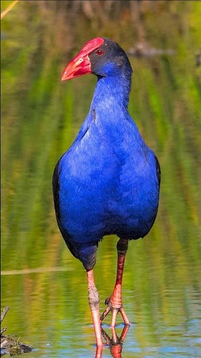 Forest Birds Singing for Deep Relaxation, Focus & Sleep | Natural Morning Bird Sounds