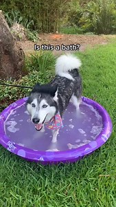 My Husky Hates Baths 👀😳 | Meeka The Husky