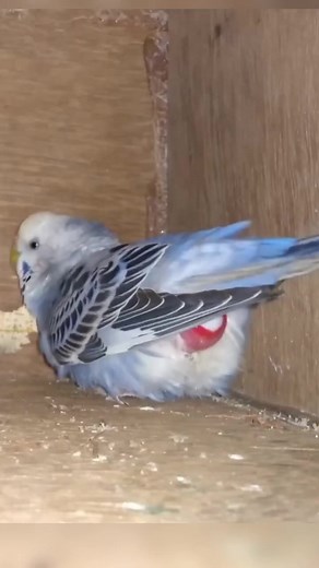 BLUE BUDGIE LAYING EGG #imbonglofttv #viralreels #fbreels #fypviralシ #reelsfb #fypシ゚viral #fypシツ #hatchingeggs #pigeonfancier #KAMPEON | Imbooooongg