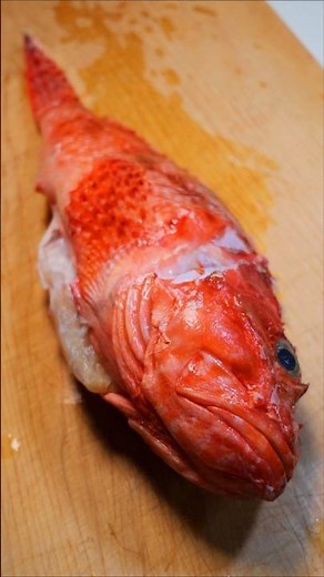 毒のあるオニカサゴを刺身にしたら美味すぎた #カサゴ #刺身 #魚の捌き方