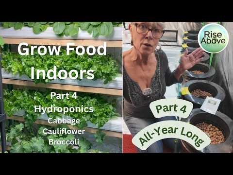 Part 4: Growing Broccoli, Cauliflower & Cabbage in Hydro Buckets – Kratky Method Experiment Begins!