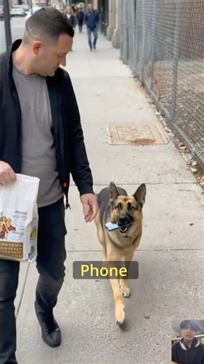 The Most Loyal German Shepherd Ever 🐕❤️ #respect #dog #kindness #shorts