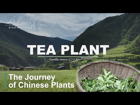 【ENG SUB】The Journey of Chinese Plants TEA PLANT｜1080P