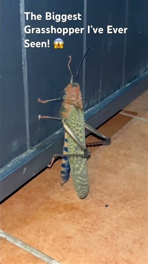 I Can’t Believe How Big This Grasshopper Is! 😱 #shorts