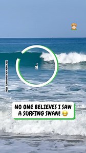If I were a swan I'd be doing this all day long 😁 | Fluffy Animals