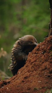 Around this time last year, I filmed this echidna, who was taking full advantage of termites swarming for their nuptial flight. I'm keeping a close eye on the termite mounds again this year. Hopefully there's something exciting to film! #echidna #monotreme #mammal #australiananimals #wildlife | Jeremy Films Things