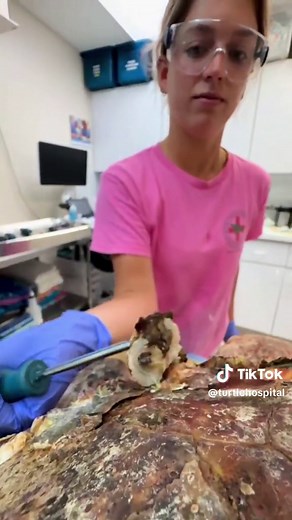 Pt.4 Harlow’s Final Barnacle Removal! ⚠️🐢 Harlow, the Loggerhead sea turtle had the rest of her barnacles removed today and you can see it all in this #OddlySatisfying video! ❤️‍🩹 If you are just tuning in to the Harlow story, you can find parts 1-3 and more on our page. 🏥 If you’re interested in helping Harlow and the rest of The Turtle Hospital, all donations and purchases through our online store (link in bio) go directly towards the care of our sea turtle patients! 💙 #connectandprotect #