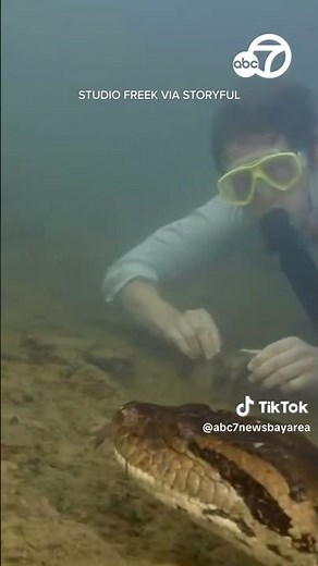 Scientists discover 26-foot-long anaconda in Brazilian Amazon