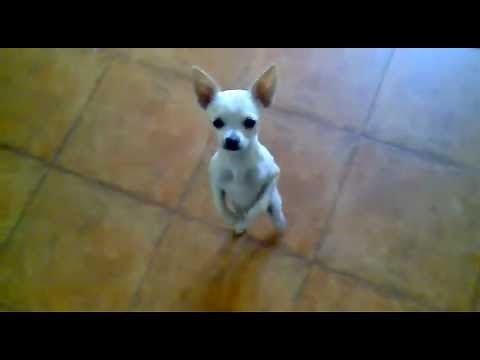 Funny Dog Dancing On A Song