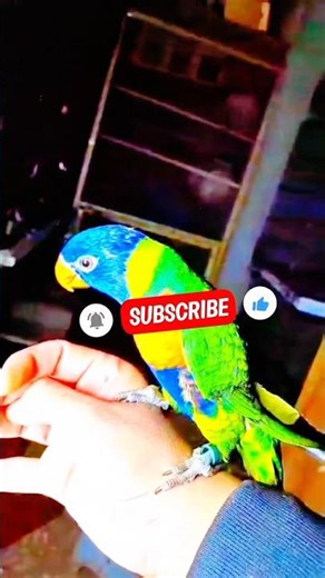 Beautiful Rainbow Lory Parrot Pair – Hand Tame & Friendly