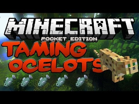 HOW TO TAME OCELOTS IN Minecraft PE - MCPE Taming Cats (Pocket Edition)