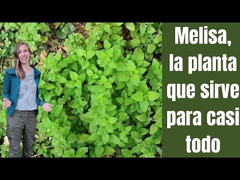 MELISA, la planta para dormir bien y mejorar la digestión - La cultivamos y consumimos