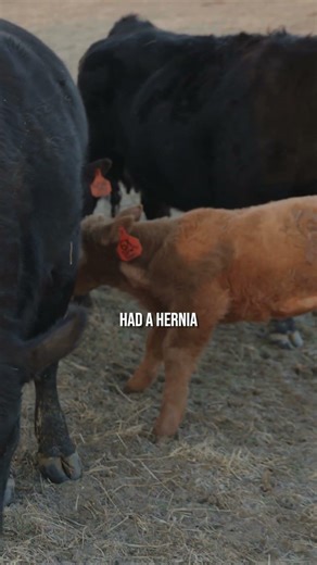 One of the Biggest Calves I’ve Ever Seen Born