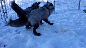 94K views · 9.9K reactions | It's always so heartwarming when a newly rescued fox meets another past rescue! This is what it's all about. | Saveafox Corporation | Facebook