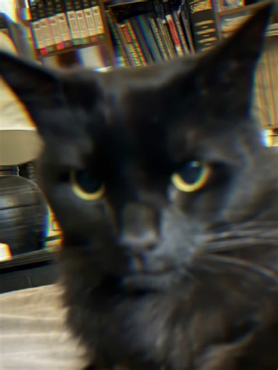 Sometimes it just labels itself.🦇🐈‍⬛