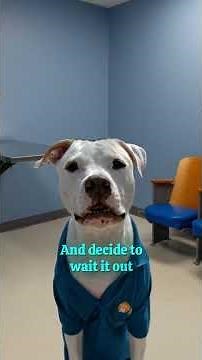 This Dog Stomach Symptom Sends Vets Into Emergency Mode