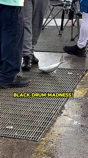 Sebastian Inlet Fishing Report: Catch Black Drum Now!