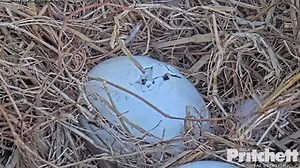 No sight of hatchling yet as 1 Southwest Florida eagle egg cracks