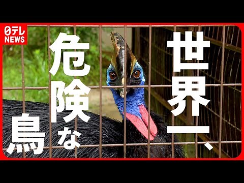 【動物】前蹴りが強烈!? 世界一危険な”ヒクイドリ” 動物たちの生態と異名 愛媛 NNNセレクション