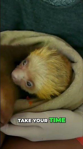 Incredible animal facts you never knew | Sloth Facts Dog Facts #dogfacts #slothfacts