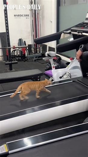 95K views · 1.2K reactions | A cat is born to work out! Check out how this cat turned on a treadmill and started running like a real gym goer. | People's Daily, China | Facebook
