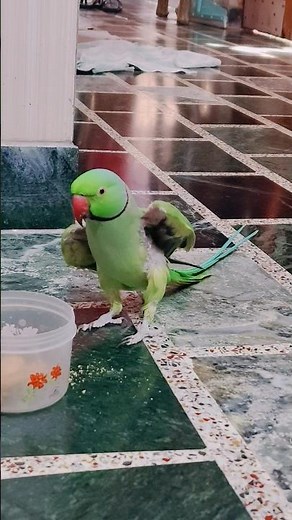 #parrot #talkingparrot #eating #food #viral #trending #shorts .