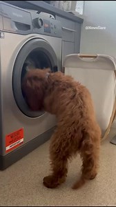 This dog is not a fan of seeing his favourite toy inside a washing machine | The Sun
