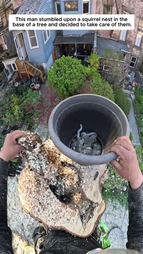 This man stumbled upon a squirrel nest in the base of a tree and decided to take care of them.