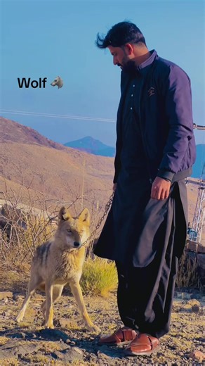 Exploring the Symbolism of Wolves