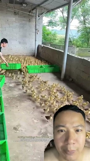 From Ducklings to Mature Ducks: Why Farm Housing Must Change at Every Stage! 🦆🏡