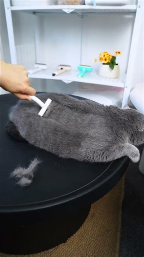 From Shedding Monster to Purring Angel During Brushing Time