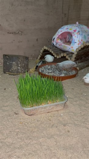 5.8K views · 575 reactions | Wheat fodder mini field! Gave the...