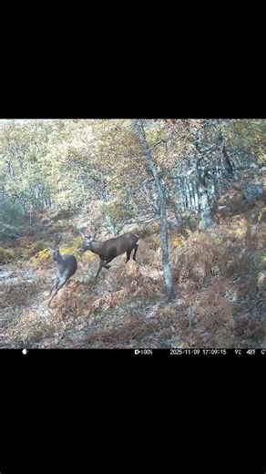 Ciervo persigue a una cierva delante de nuestra cámara