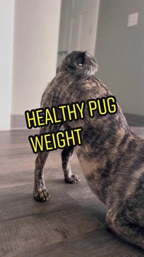 Ideal Weight for Pugs: Ensuring Your Dog's Health