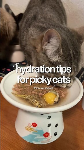 Does your cat refuse to drink? Here's some options to entice your picky eater 🐾 #catfood #cattips