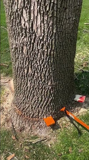 How to use a felling lever