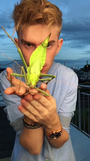 Happy new year! with the Lifecycle of the largest stick insect species in the world 💚😄!